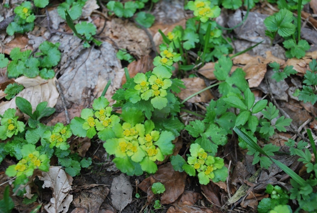 Chrysosplenium alternifolium